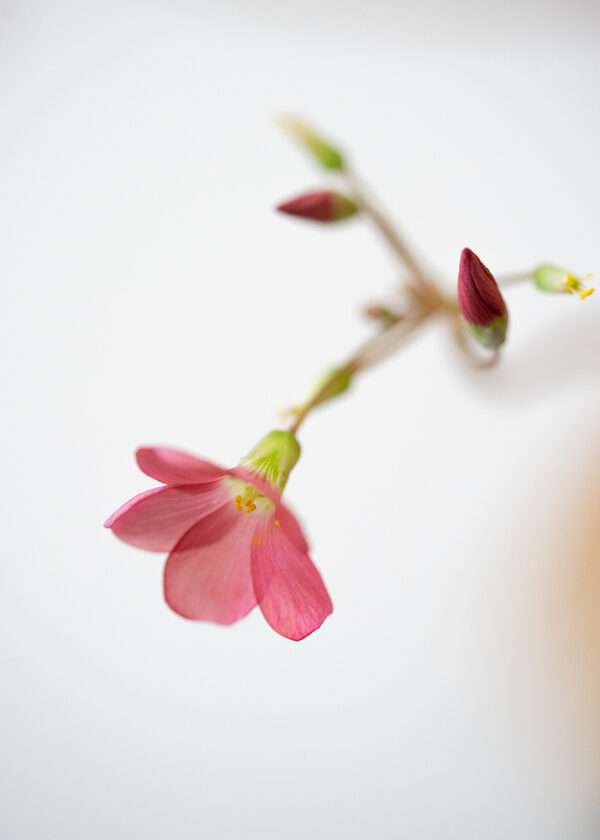 Wandbild Blüte des Glücksklee, zu kaufen im Bildershop Flowers