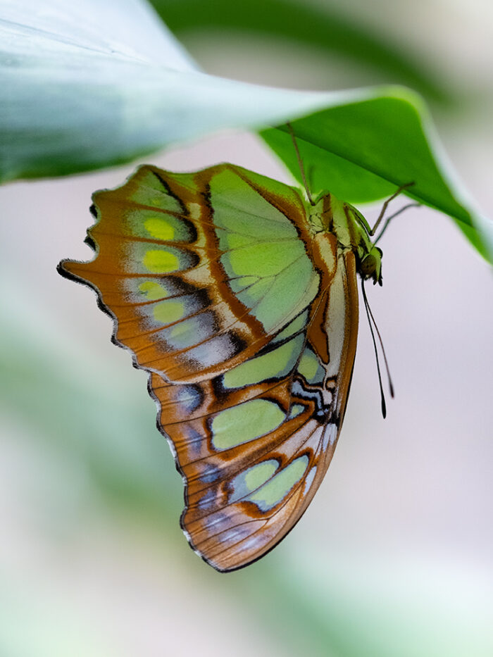 Bildershop - Galerie - Nature Macro
