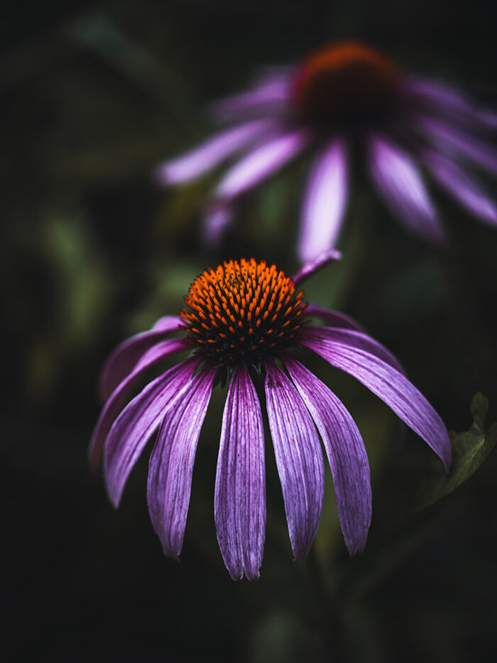 Bildershop - Galerie - Moody Flowers