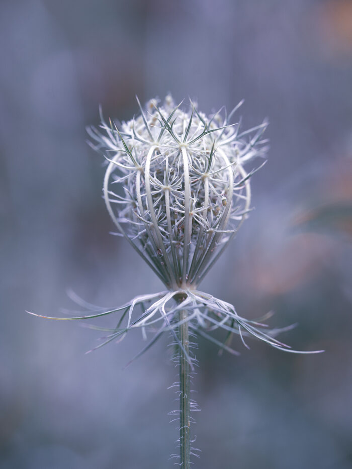 Bildershop - Galerie - Flowers