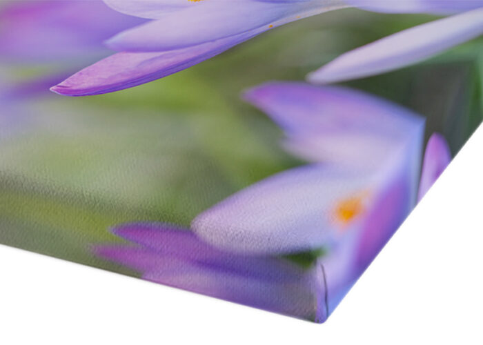 Material Leinwand für Wandbilder im Bildershop