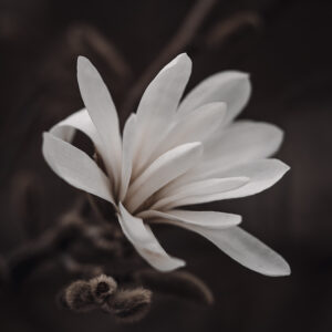 Wandbild Sternmagnolie, zu kaufen im Bildershop Moody Flowers