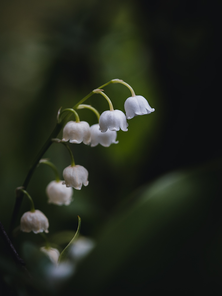 Maiglöckchen - Fine Art Photography - Moody Flowers