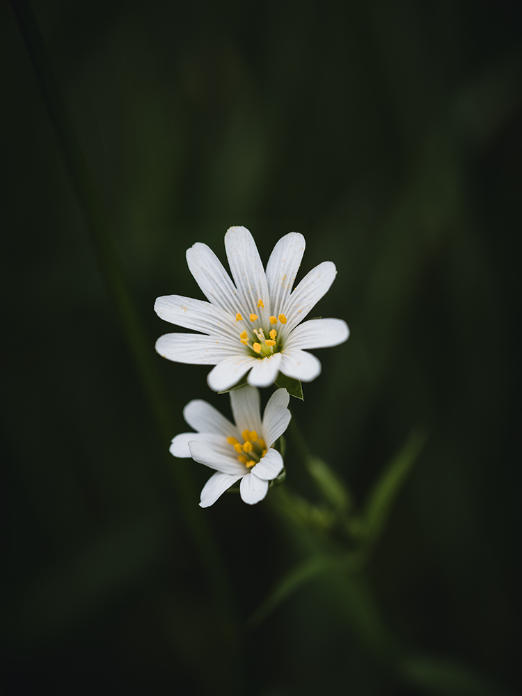 Sternmiere - Fine Art Photography - Moody Flowers