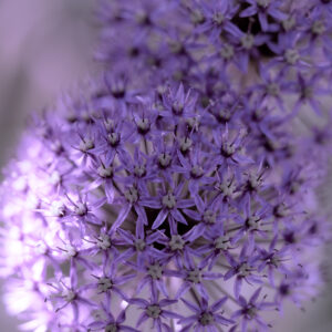 Wandbild Allium, zu kaufen im Bildershop Flowers