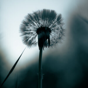 Wandbild Pusteblume, zu kaufen im Bildershop Moody Flowers
