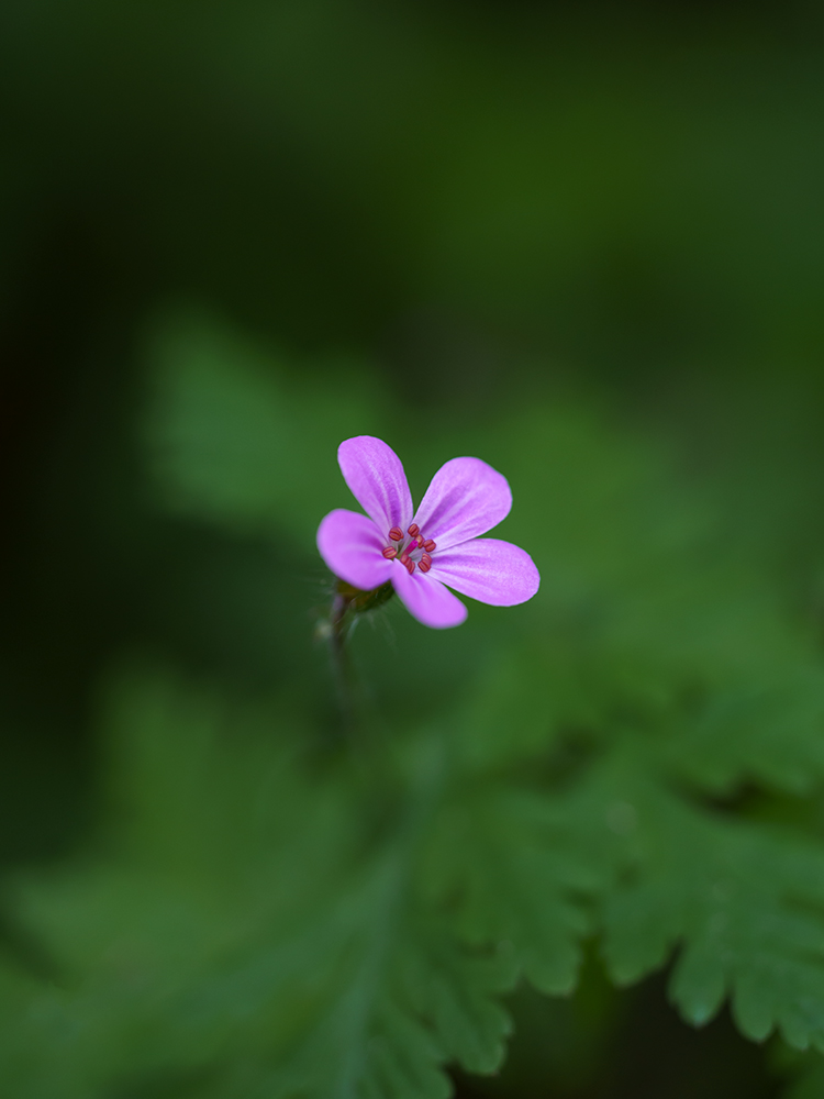 Storchschnabel - Fine Art Photography - Moody Flowers