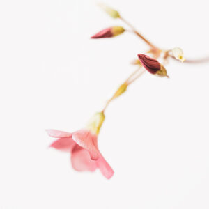 Wandbild Blüte des Glücksklees, zu kaufen im Bildershop Flowers