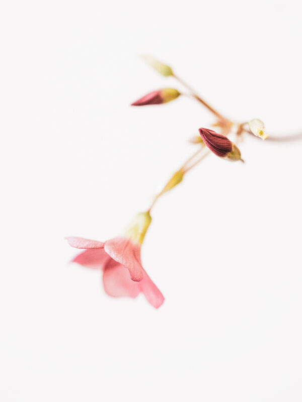 Wandbild Blüte des Glücksklees, zu kaufen im Bildershop Flowers
