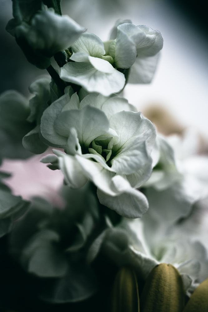 Levkoje - Fine Art Photography - Moody Flowers