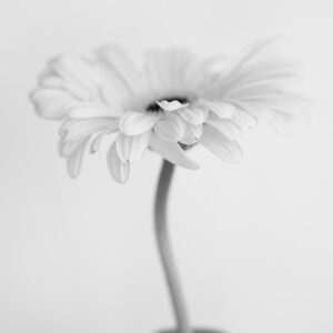 Wandbild Gerbera, zu kaufen im Bildershop Flowers