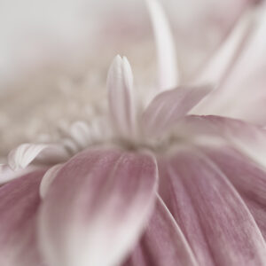 Wandbild Gerbera, zu kaufen im Bildershop Flowers