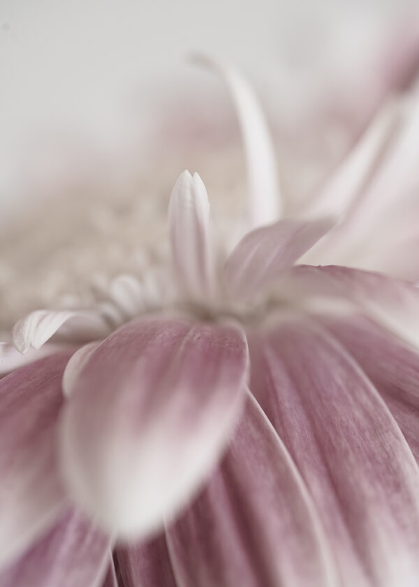 Wandbild Gerbera, zu kaufen im Bildershop Flowers