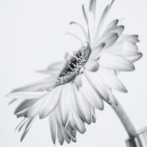 Wandbild Gerbera, zu kaufen im Bildershop Flowers