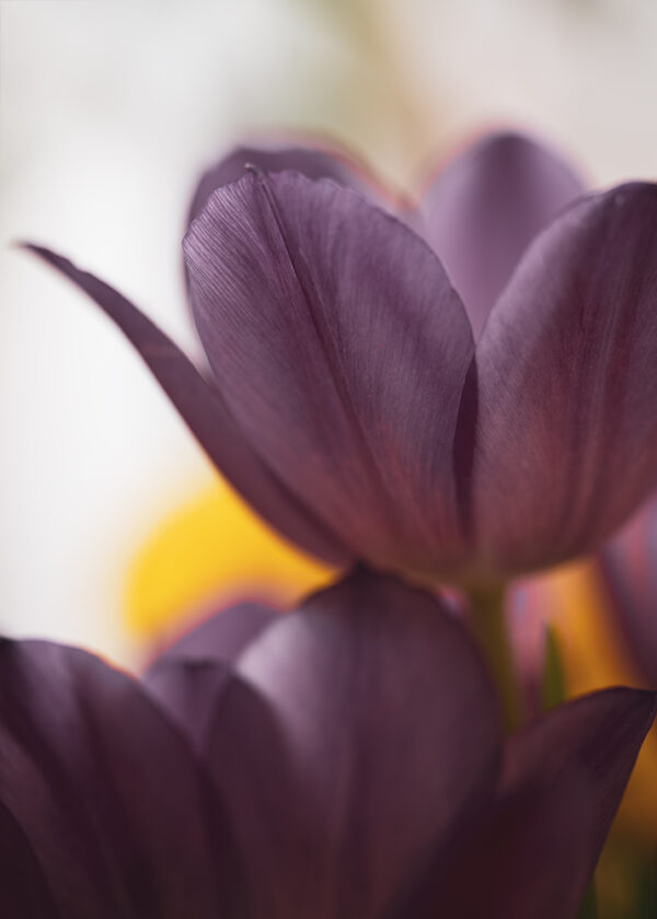 Wandbild Tulpen, zu kaufen im Bildershop Flowers