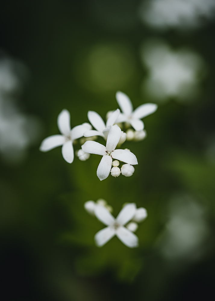 Waldmeister - Fine Art Photography - Moody Flowers