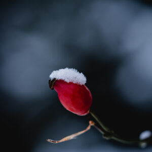 Natur Makro Hagebutte Foto von Tatjana Prawitz