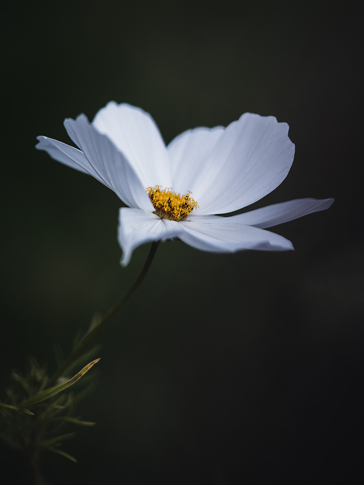 Wandbild Cosmea, zu kaufen im Bildershop Moody Flowers