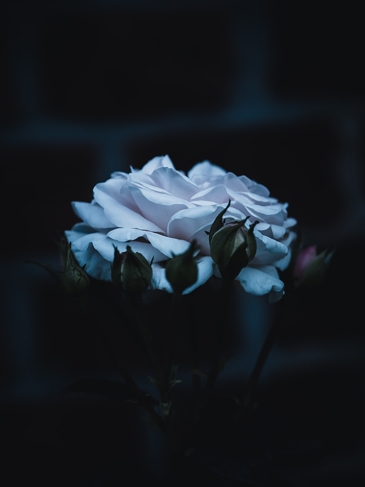 Weiße Rose - Fine Art Photography - Moody Flowers