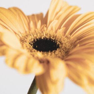 Wandbild Gerbera, zu kaufen im Bildershop Flowers