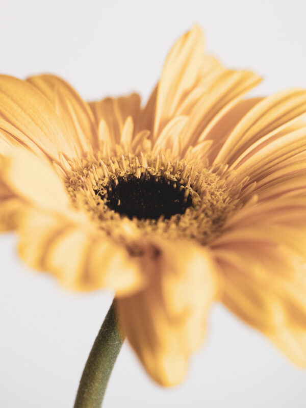 Wandbild Gerbera, zu kaufen im Bildershop Flowers