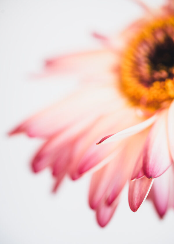 Wandbild Gerbera, zu kaufen im Bildershop Flowers