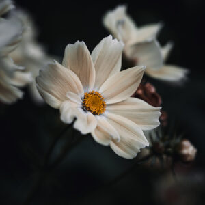 Wandbild Cosmea, zu kaufen im Bildershop Moody Flowers