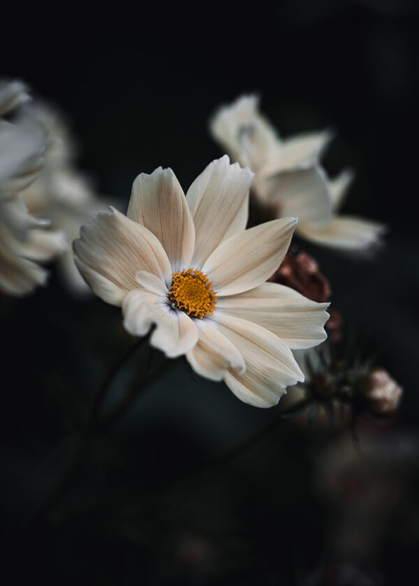 Wandbild Cosmea, zu kaufen im Bildershop Moody Flowers