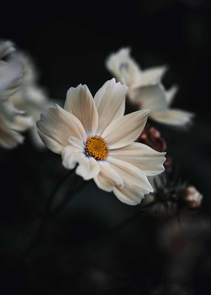 Wandbild Cosmea, zu kaufen im Bildershop Moody Flowers