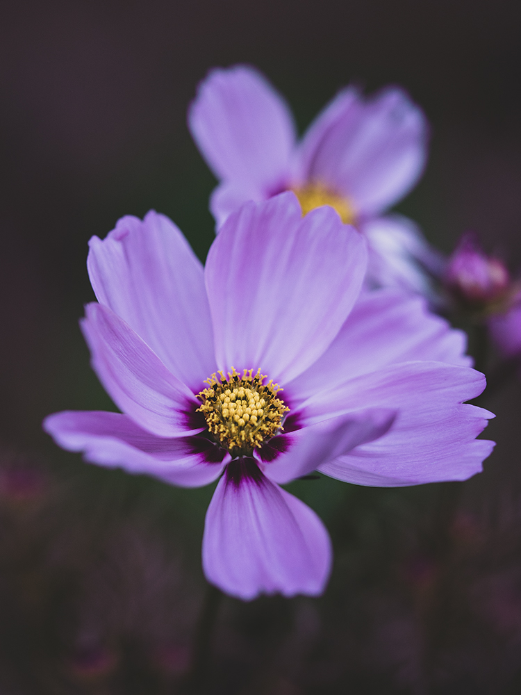 Cosmea - Fine Art Photography - Moody Flowers