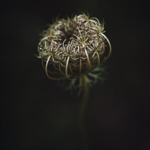 Wandbild Wilde Möhre, zu kaufen im Bildershop Moody Flowers