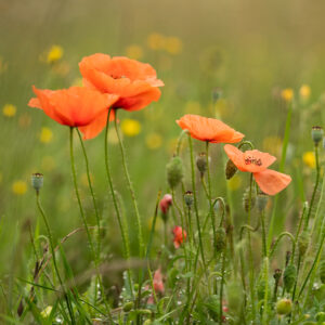 Blumen Wandbild Mohnblumen von Tatjana Prawitz