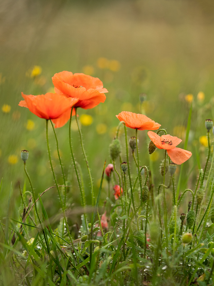 Mohnblumen - Fine Art Photography - Flowers