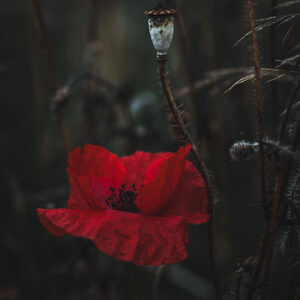 Wandbild Mohnblume, zu kaufen im Bildershop Moody Flowers