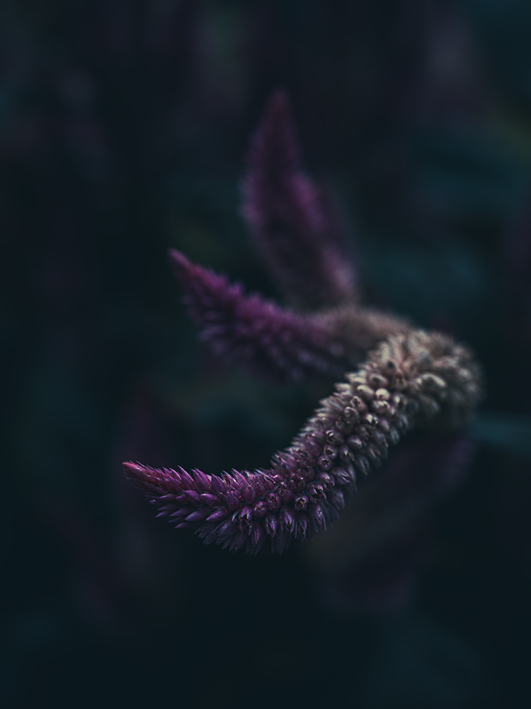 Hahnenkamm - Fine Art Photography - Moody Flowers