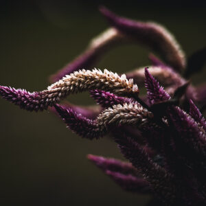 Wandbild Hahnenkamm, zu kaufen im Bildershop Moody Flowers