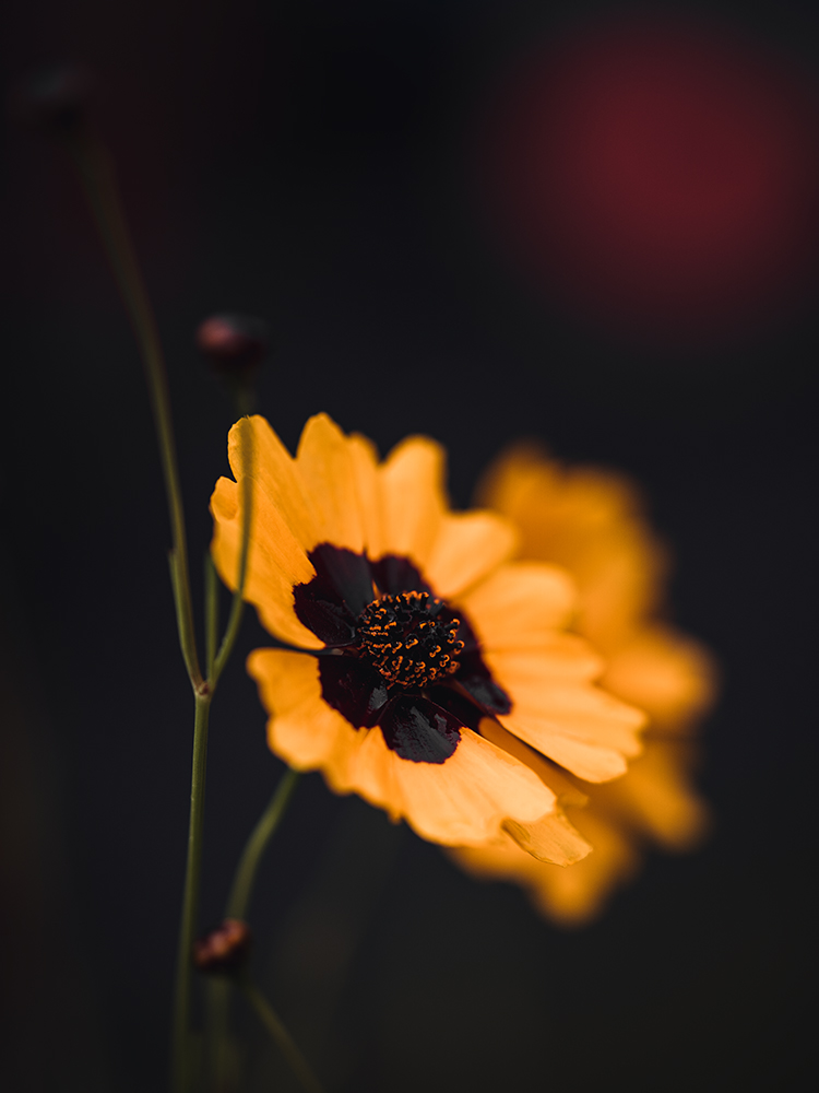 Färbers Mädchenauge - Fine Art Photography - Moody Flowers