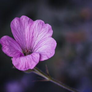 Wandbild Storchschnabel, zu kaufen im Bildershop Moody Flowers