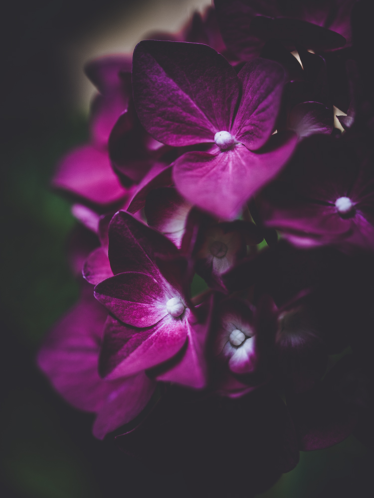 Hortensie - Fine Art Photography - Moody Flowers