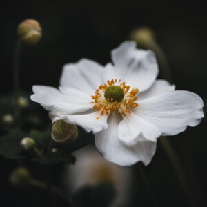 Wandbild Herbst-Anemone, zu kaufen im Bildershop Moody Flowers