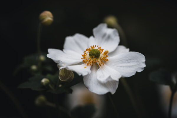 Wandbild Herbst-Anemone, zu kaufen im Bildershop Moody Flowers