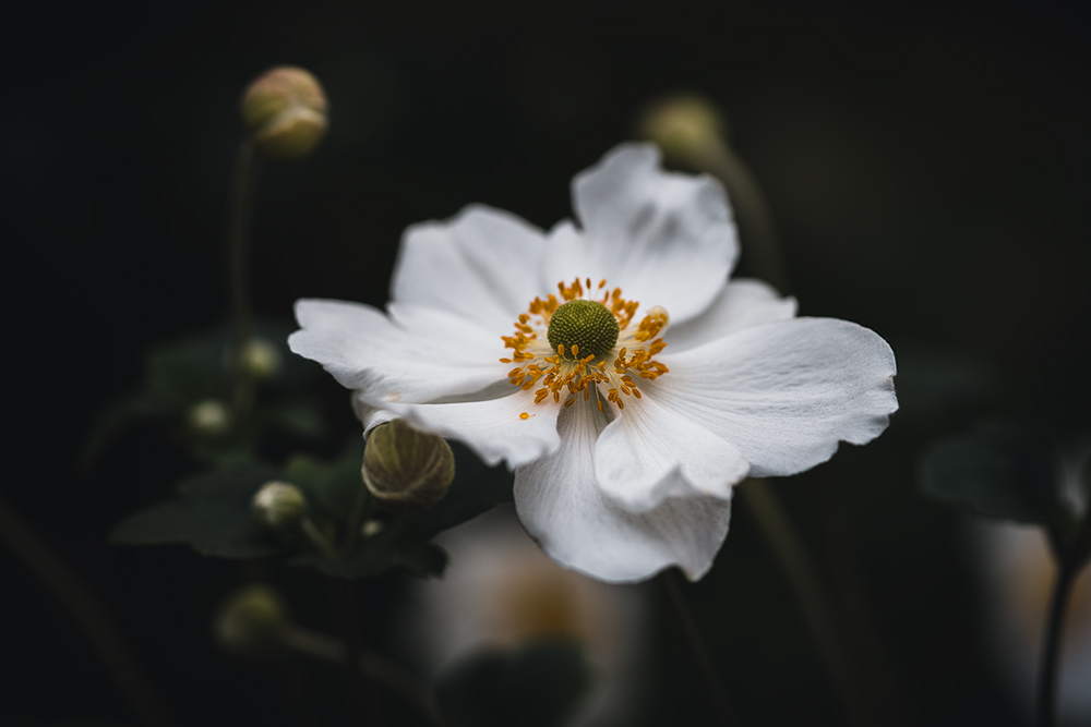 Wandbild Herbst-Anemone, zu kaufen im Bildershop Moody Flowers