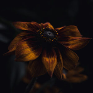 Wandbild Rauher Sonnenhut, zu kaufen im Bildershop Moody Flowers