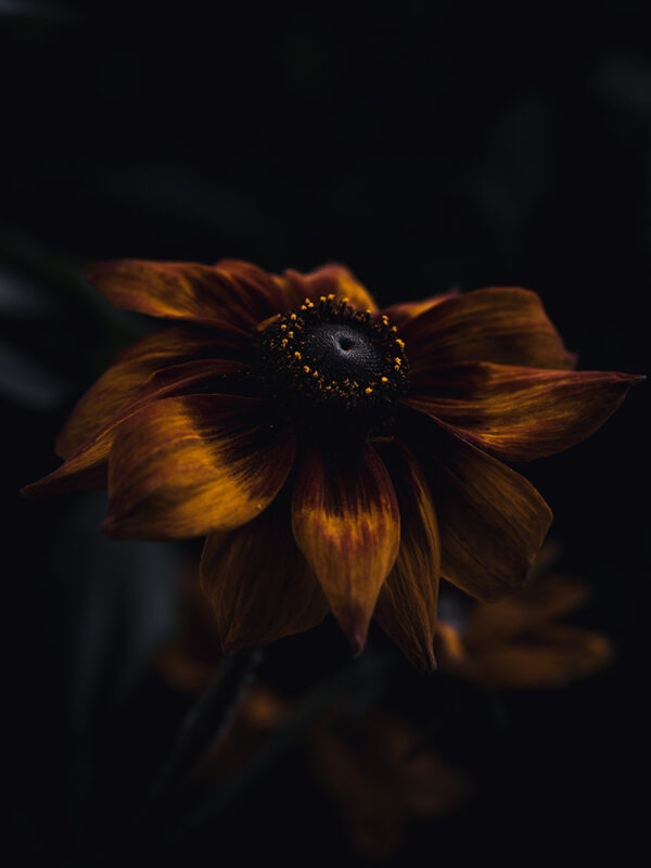 Wandbild Rauher Sonnenhut, zu kaufen im Bildershop Moody Flowers