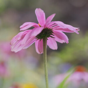 Blumen Wandbild Purpur-Sonnenhut von Tatjana Prawitz