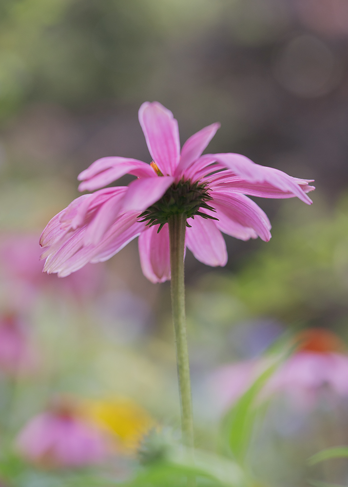 PurPur-Sonnenhut - Fine Art Photography - Flowers