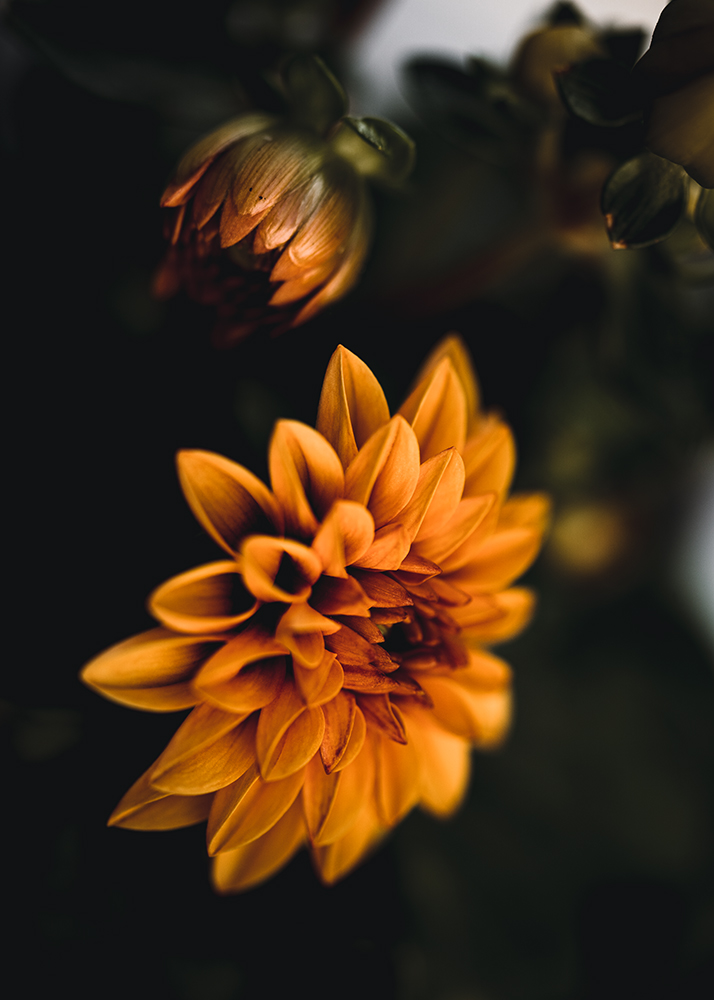 Dahlie - Fine Art Photography - Moody Flowers