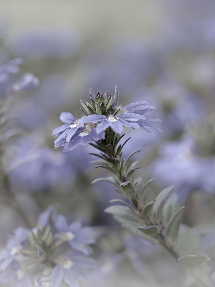 Fächerblume - Fine Art Photography - Flowers