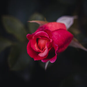 Moody Blumen Wandbild Rote Rose von Tatjana Prawitz