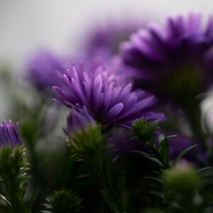 Moody Blumen Wandbild Astern von Tatjana Prawitz